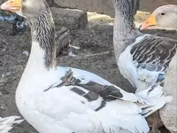 Geese — photo 2