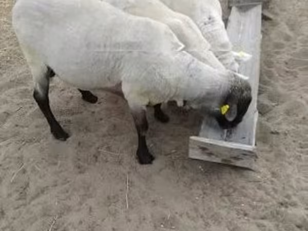 公羊, Tsigai sheep