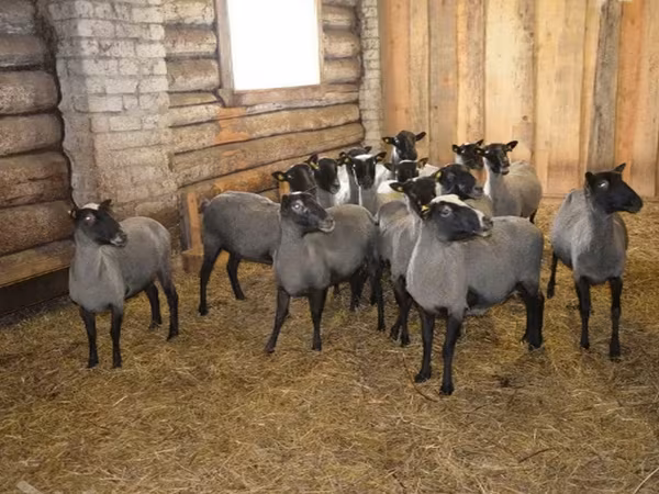 Kos, Romanov sheep
