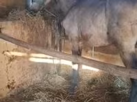 Hing, Arabian horse — 1. fotó