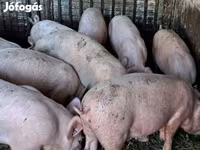 公猪, Pigs — 照片 1