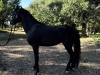 خيول (دفعة، الجنس غير محدد), American shetland pony — الصورة 7