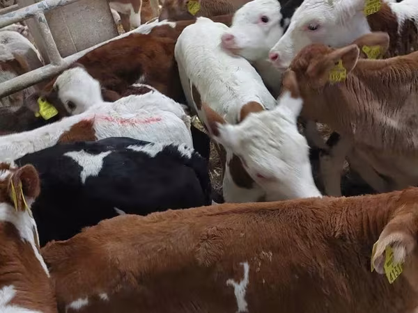 公牛, Simmental cattle