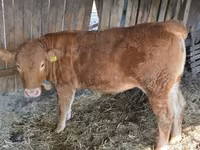 Cow, Limousin cow — photo 6