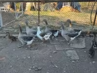 Guinea fowl — photo 5