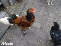 Chickens — الصورة 5