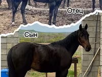 Cheval, Karachay horse — photo 4