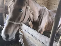 Cavalo, Cavalos — foto 4