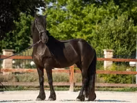 母马, Friesian — 照片 1