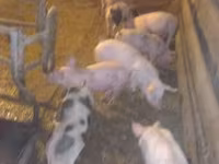 Pigs (batch, sex not specified), Pigs — photo 1