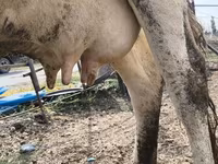 Vaca, Raça Holstein — foto 1
