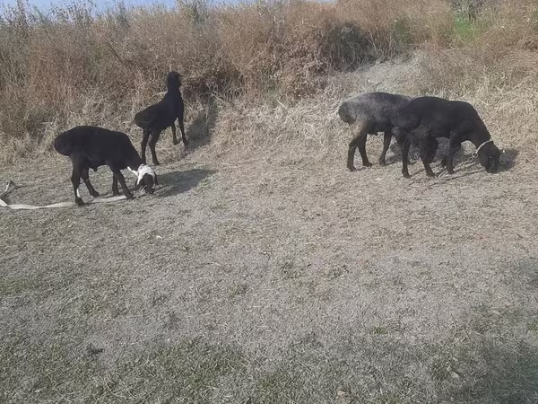 Billy Goat, Goats