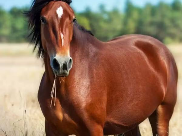 Cavalo, Horse breed