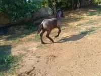 घोड़ी, घोड़े — फ़ोटो 5