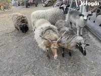 Sheep, Sheep — photo 2
