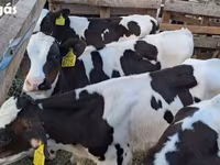 Bulle, Russian Black pied cattle — Foto 1