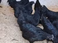 आयम सेमानी — फ़ोटो 2