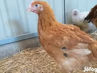 Chickens — 2. fotó