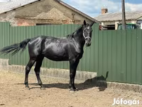 Hengst, Nonius horse — Foto 4