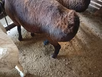 Қошқар, Hissar sheep — 6-сурет