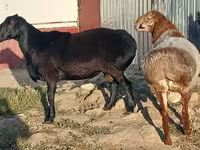 Kos, Tian-Shan semifinewool sheep — 2. fotó