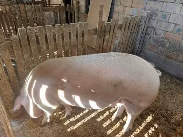 خنزير ذكر, الخنازير — هنغاريا