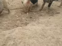 母猪, Pigs — 照片 2