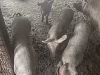 Verro, Cerdos — foto 1