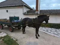 母马, Horses — 照片 4