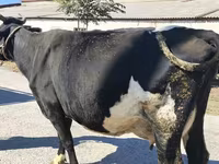 Vaca, Raça Holstein — foto 8