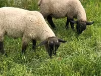 Kos, White Suffolk sheep — 3. fotó