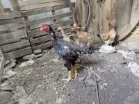 Ausztrál Game — 1. fotó