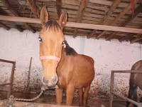 Caballo, Manipuri pony — foto 1