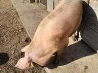 母猪, Pigs — 照片 4