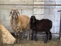 Kos, Small-tailed Han sheep — 2. fotó