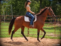 Бие, Standardbred — 1-сурет