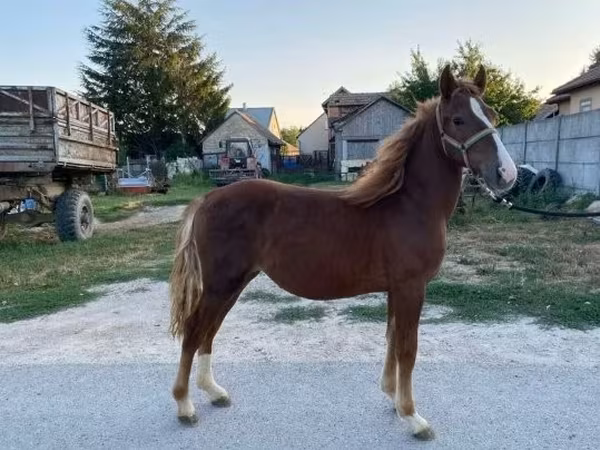 Mare, Horses