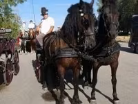 公马, Friesian — 照片 1