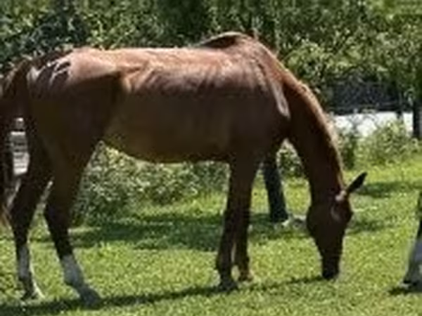 Koń, Hungarian horse breed
