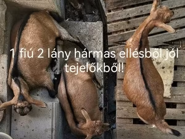 Koza, Kozy