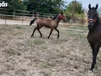 Kanca, Lipizzaner — 8. fotó
