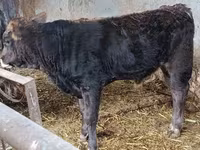 Touro, Aberdeen-Angus — foto 1