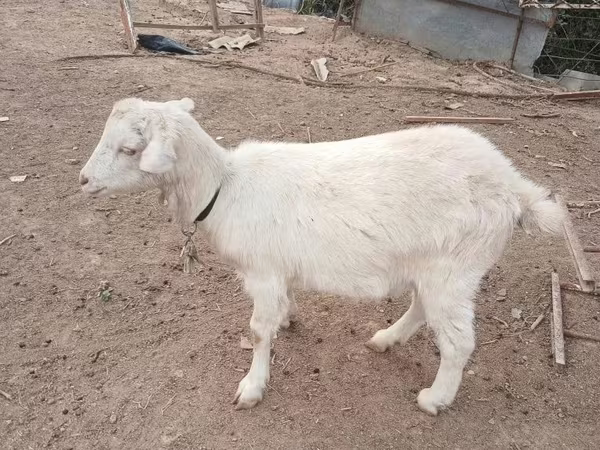 Cabra, Saanen goat