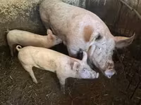 Pigs (batch, sex not specified), Крупная белая — photo 1