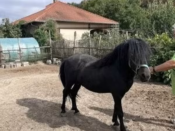 公马, Welsh Cob