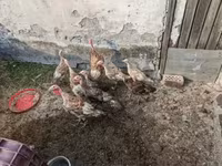 Turkeys — foto 2