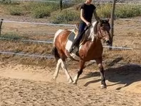فرس, Pinto horses — الصورة 3