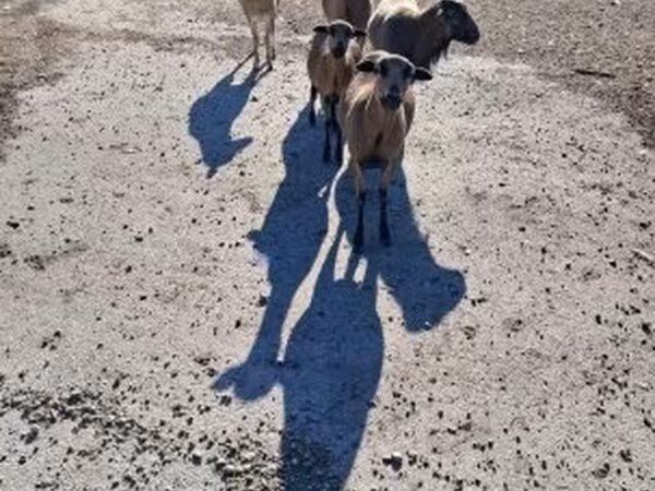 Juh, Cameroon sheep — Magyarország