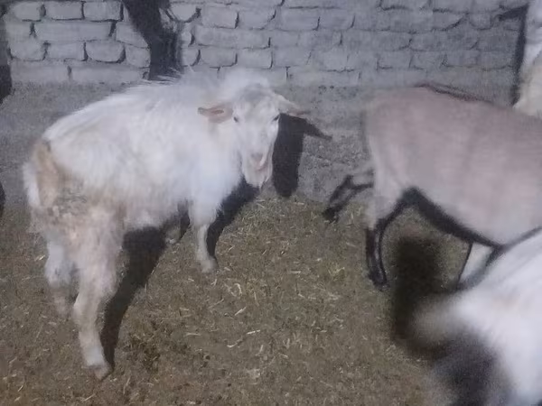 Bode, Saanen goat