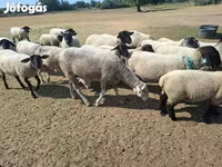 Juh, White Suffolk sheep — 8. fotó